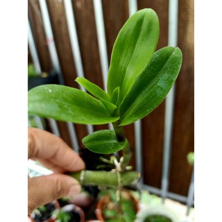 ki phi điệp lá mít pù luông Thanh Hoá