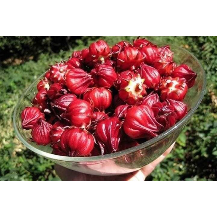 Mứt Hoa Hồng Đà Lạt (Mứt Hibiscus) Lon 500gr