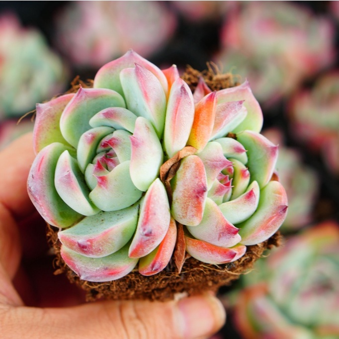 Sen đá Bánh Bao lửa 2-3 đầu 7cm GLASS GARDEN - Thuần khí hậu Đà Lạt - Lỗi 1 đổi 1 - Bao khỏe