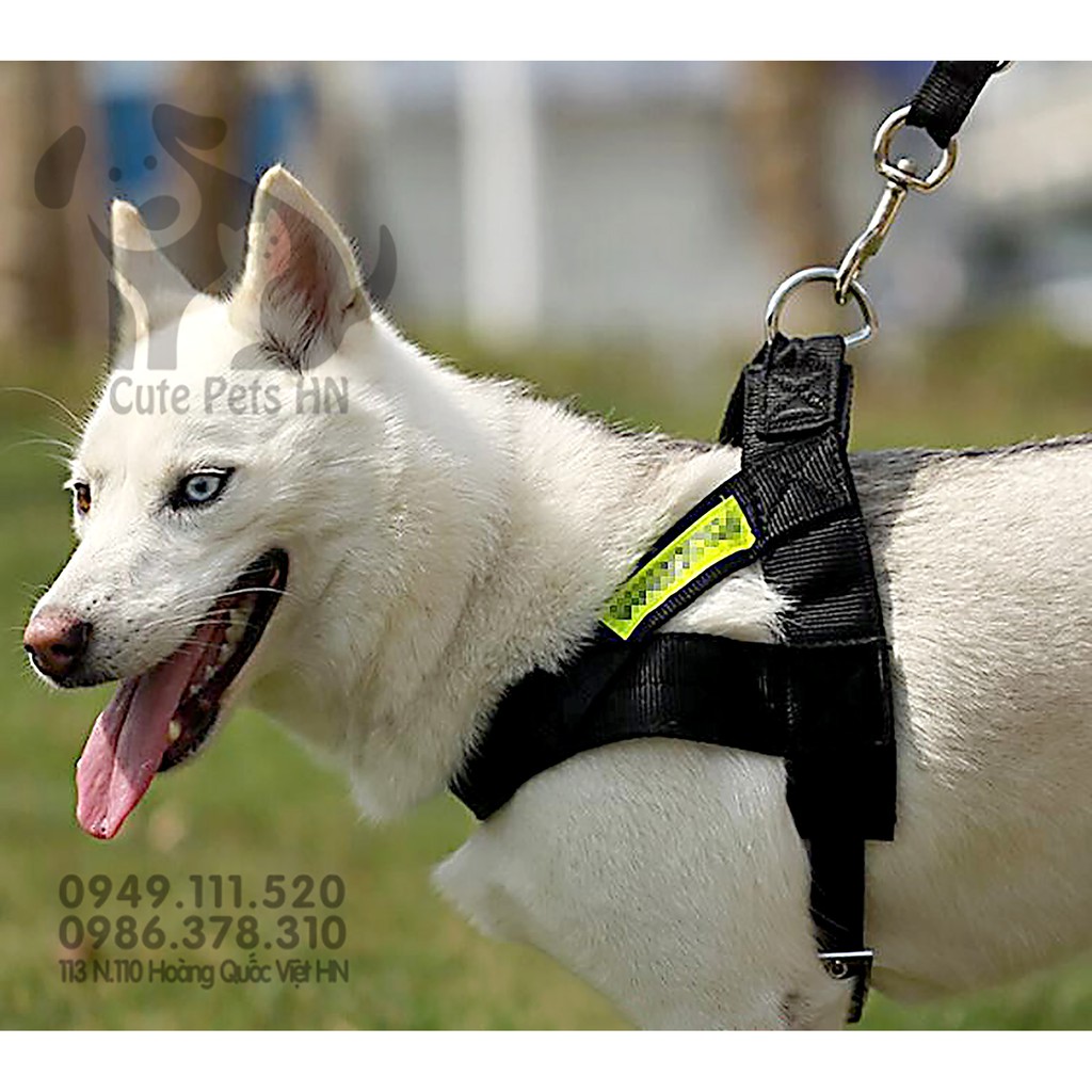 Dây dắt Police phản quang kèm yếm hoặc vòng cổ cho chó lớn - CutePets Phụ kiện chó mèo Pet shop Hà Nội
