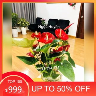 Cây Hồng Môn Thủy Sinh
