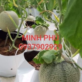 TÚI TRỒNG CÂY NILONG 2 DA SIÊU BỀN