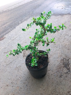 Linh Sam Núi Bonsai