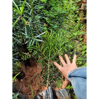 5 CÂY TÙNG LA HÁN - VẠN NIÊN TÙNG cây 30-40cm