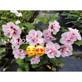 Cây giống hoa dâm bụt(1 bầu)