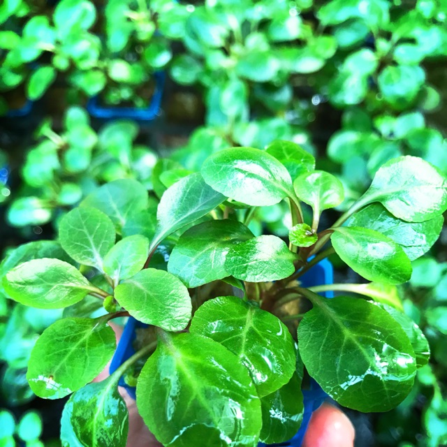 hồng ba tiêu