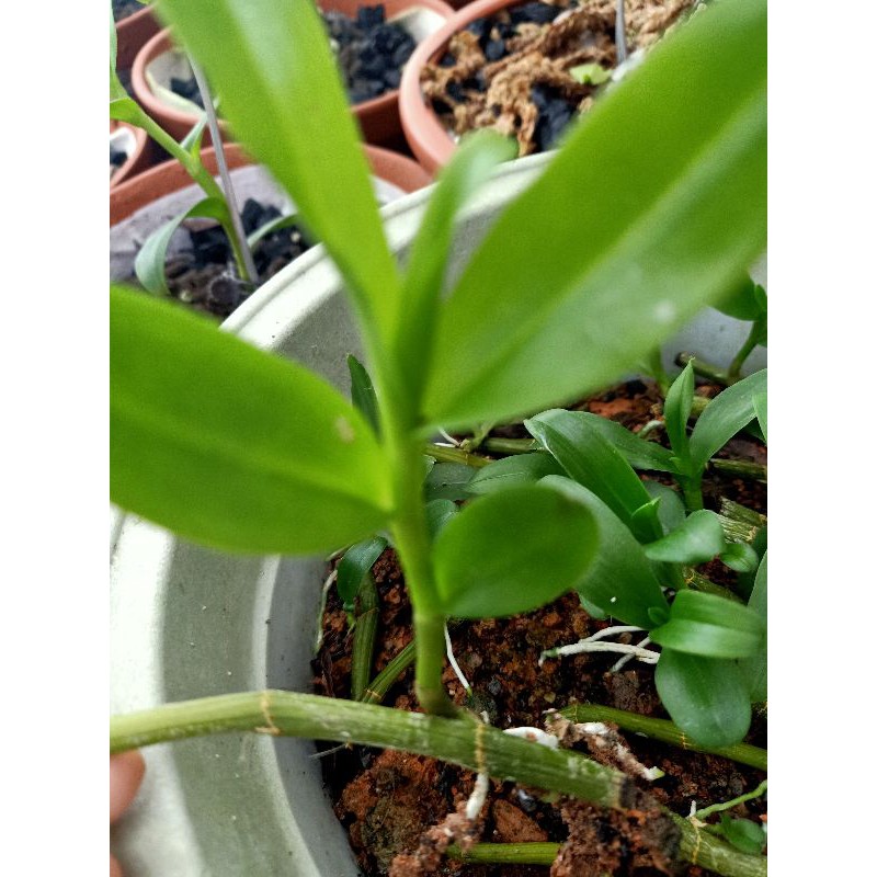 1 ki lan phi điệp rừng