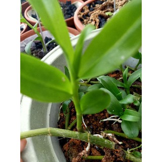 1 ki lan phi điệp rừng