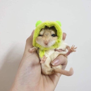 Nón cho hamster