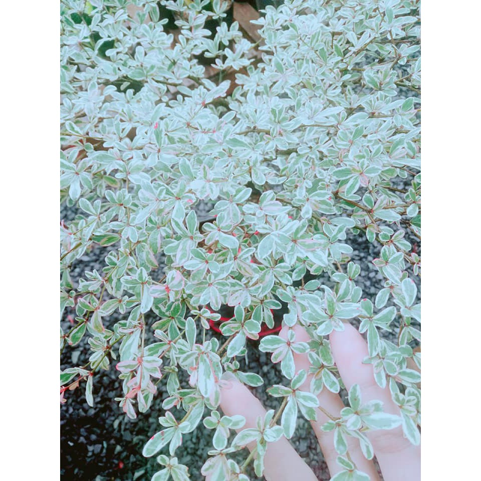 Cây Bàng Nhật .1 tầng .2 tầng và 3 tầng