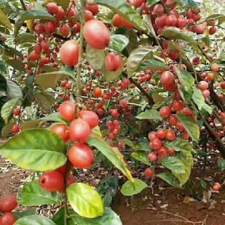 Cây giống nhót ngọt mỹ