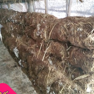 Meo giống nấm rơm [cơ chấc bằng thóc]