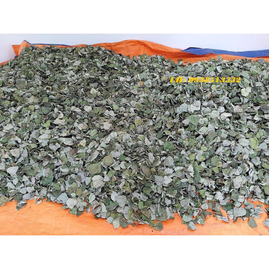 LÁ SƯƠNG SÂM KHÔ LÀM THẠCH SƯƠNG SÂM