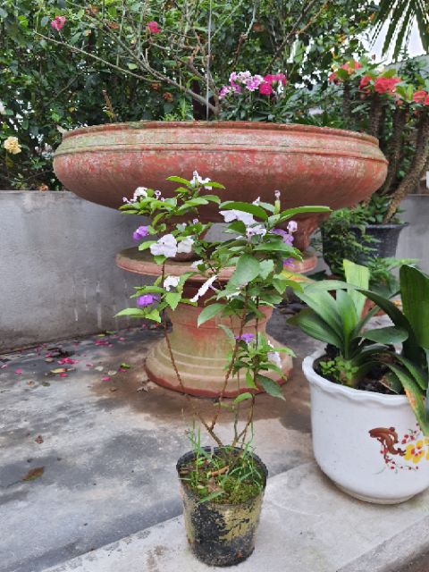 Nhài nhật sắp  hoa