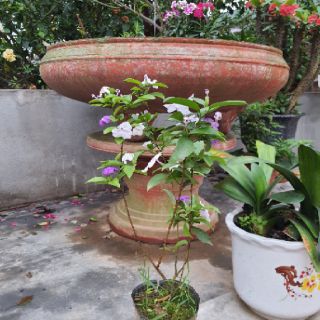 Nhài nhật sắp  hoa