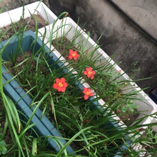 Hoa huệ mưa Pride of Singapore (POS)- củ teen