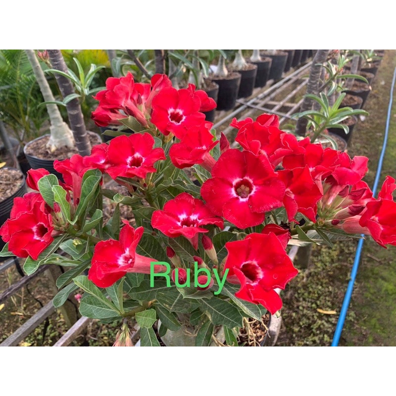 Cây sứ thái ghép giống mới