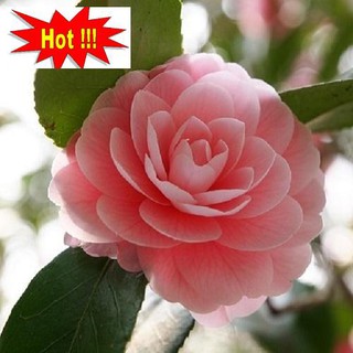 Hạt giống hoa trà my - 5 hạt