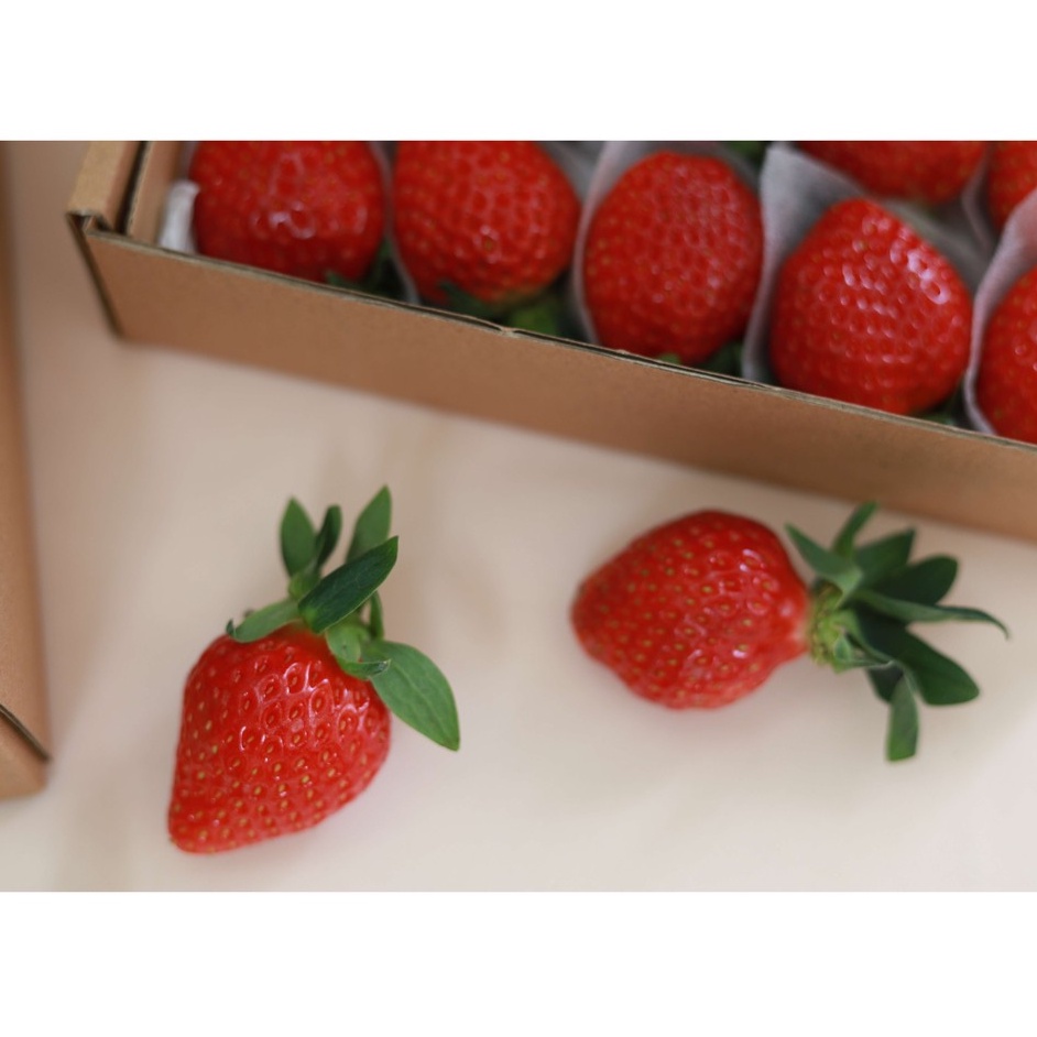 [Giao nhanh 2h] Dâu Đà Lạt giống Nhật trồng theo quy trình công nghệ cao đảm bảo an toàn, sạch và tốt cho sức khoẻ | BigBuy360 - bigbuy360.vn