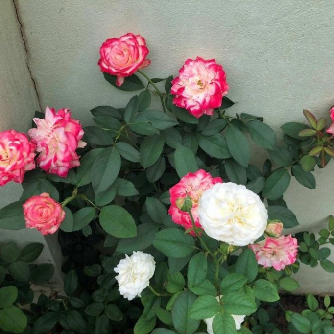 Hạt Giống Hoa Hồng Bụi Mix Đủ Màu (gói 30 hạt, tặng phân)