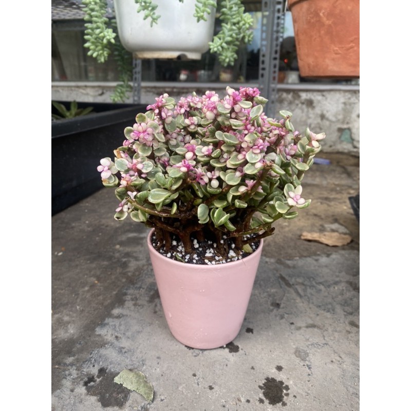 LOẠI TO ĐẸP - SEN ĐÁ ĐÔ LA HỒNG