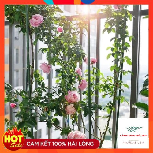 Hoa hồng leo  Soeur Emmanuelle rose   – Hồng leo Pháp hương thơm quyến rũ-Langhoamelinh