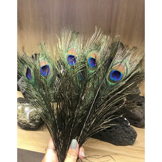 Mộc- Lông công - vật mang phong thủy cho người trưng bày