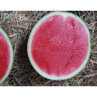 Hạt Giống Dưa Hấu Không Hạt - 15 Hạt - HÀNG CÔNG TY