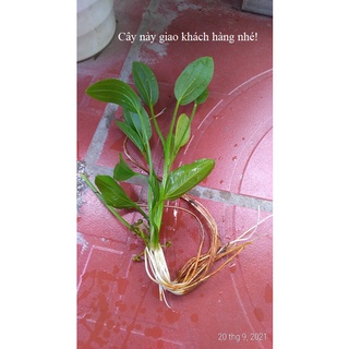 Cây bách thủy tiên - cây con cao khoảng 20 - 30 cm