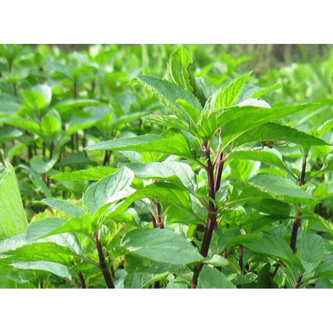 Rau quế thơm, rau húng thơm, rau é trắng - gói 2gr =100hạt