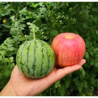 Hạt giống dưa hấu trái táo baby (Apple WaterMelon ) Gói 5 hạt