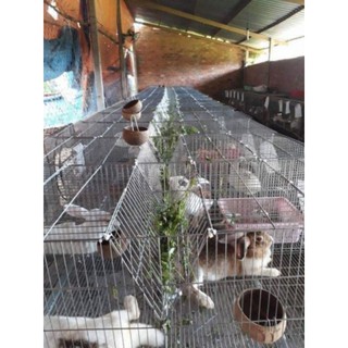 lồng thỏ sinh sản lọai to nuôi thỏ