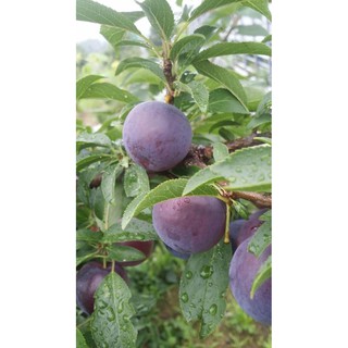 CÂY MẬN ĐEN + Tặng (0,3kg) phân hữu cơ cao cấp