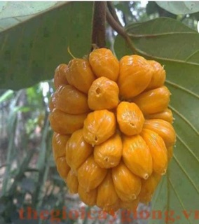 Cây Giống Mít Tố Nữ Siêu Trái Giống Thái