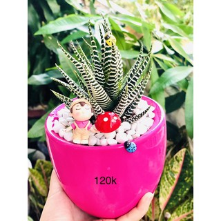 Chậu móng rồng hồng
