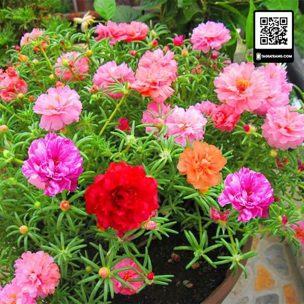 Hạt Giống Hoa Mười Giờ Kép Mix Đủ Màu
