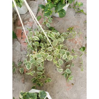 Cây Trầu Bà Càng Cua (Trầu bà Peperomia scandens.)