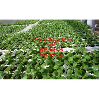 Combo 3 Khay xốp ươm hạt 84 lỗ