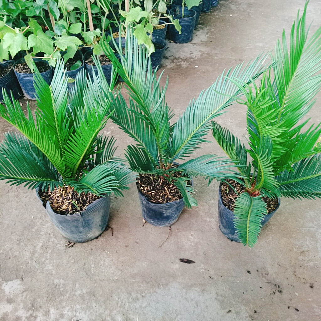 Cây thiên tuế  - cây cảnh để bàn