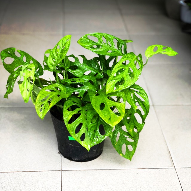 Trầu Bà Lỗ