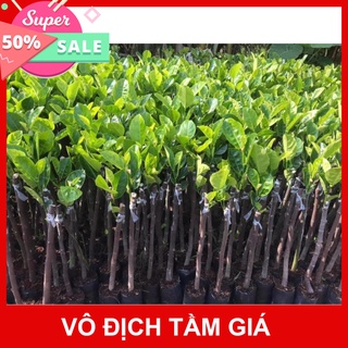 Giống Chuẩn Cây mít hạt lép (mít không hạt)