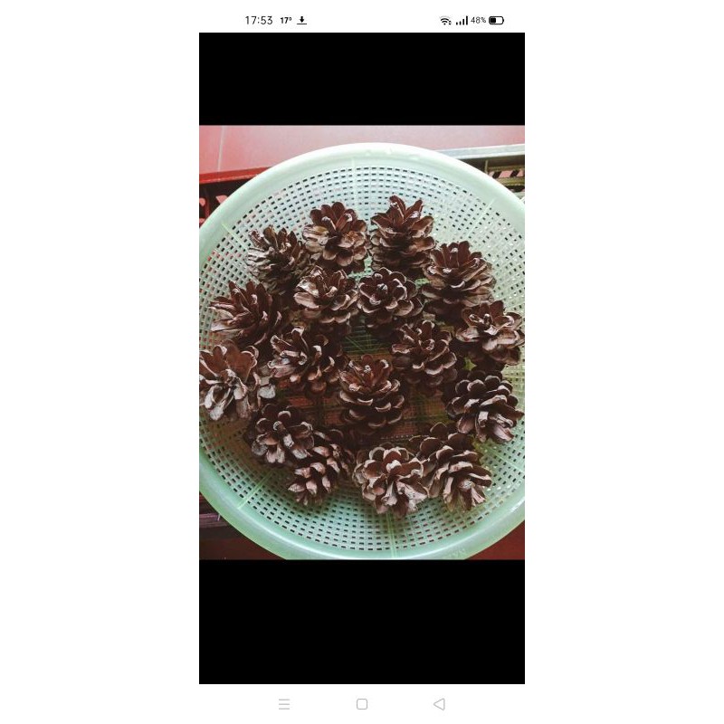 Combo 10 quả thông khô