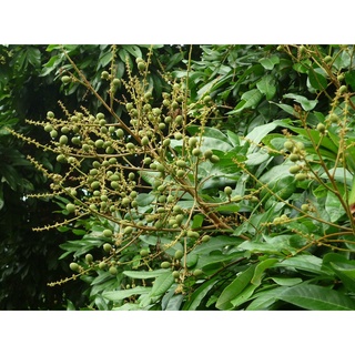 Cây Nhãn Quế (trồng chậu siêu sớm)