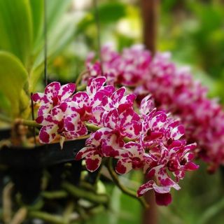 Hoa lan ngọc điểm lá mít đủ màu