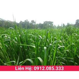 Giống cỏ chăn nuôi cỏ ngọt lai siêu năng suất thân và lá mềm phù hợp cho trâu, bò, dê, cừu, cá - gói 500g