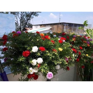 Hoa mười giờ