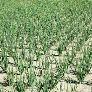 Tỏi 3 tép Lý Sơn 1.5 kg