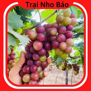 Cây nho giống đỏ leo giàn ninh thuận