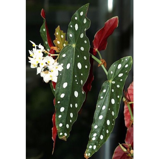 Cây thu hải đường lá chấm bi, begonia maculata
