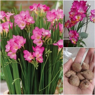 Củ giống hoa lan nam phi hoa màu hồng - tặng kèm viên nén ươm củ